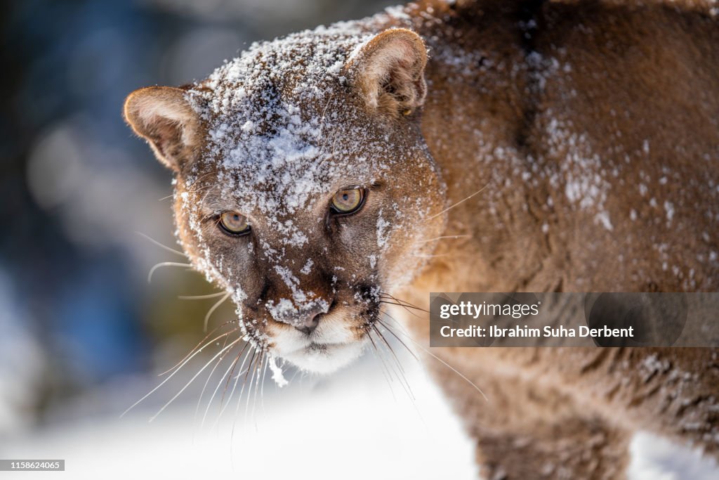 Close-Up of a Mountain Lion, Looking Around