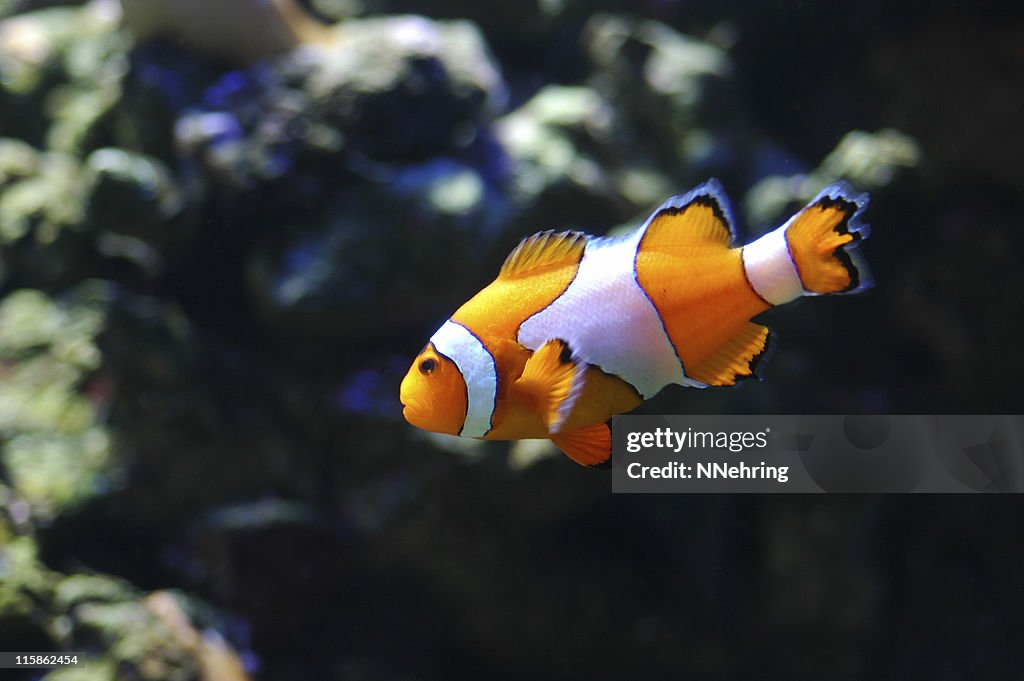 Clownfish, Amphiprion percula