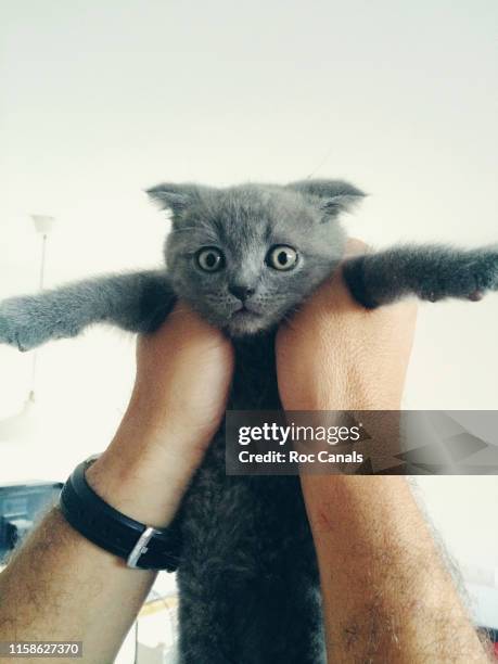 man's hands holding a kitten - animal meme stock pictures, royalty-free photos & images