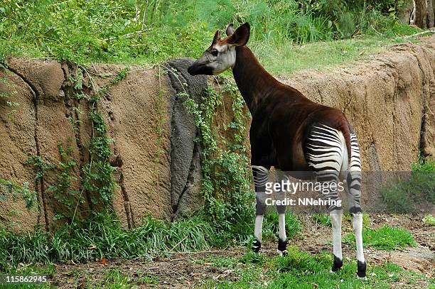 649 Okapi Photos and Premium High Res Pictures - Getty Images