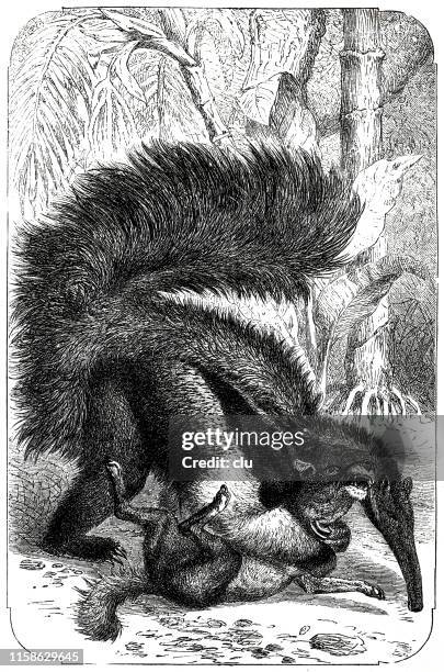 ilustraciones, imágenes clip art, dibujos animados e iconos de stock de hormiga-comedor peleando con un perro - oso hormiguero gigante