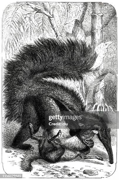 ant-eater fighting with a dog - giant anteater stock illustrations