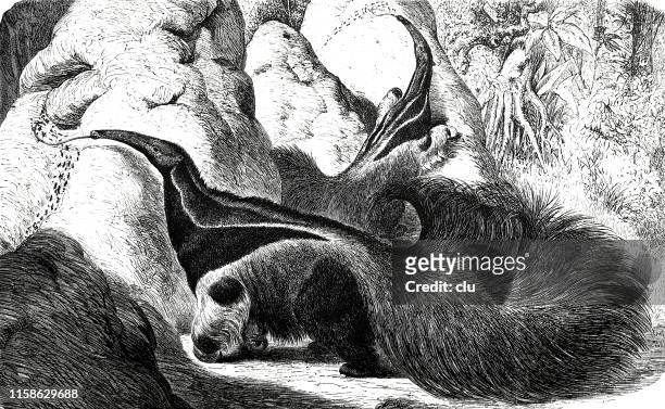 ilustraciones, imágenes clip art, dibujos animados e iconos de stock de ant-eater - oso hormiguero gigante