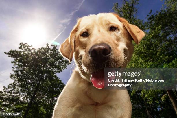 wide angle labrador retriever looking at camera - yellow labrador retriever stock pictures, royalty-free photos & images