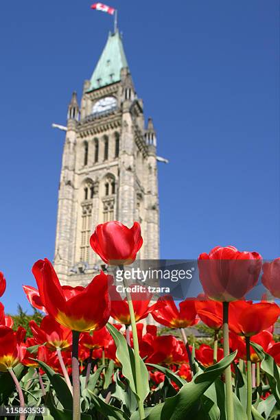 parliament tulips - 01 - ottawa tulips stock pictures, royalty-free photos & images
