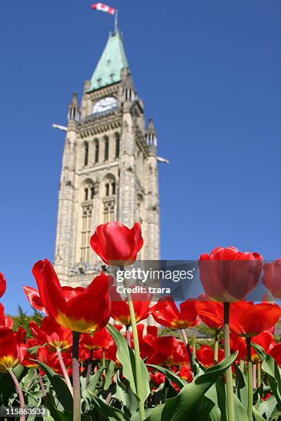 o parlamento tulipas - 01 - parliament hill ottawa - fotografias e filmes do acervo