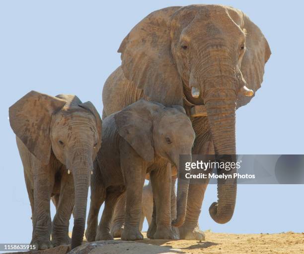 collared elephant and two juveniles - collar stock pictures, royalty-free photos & images