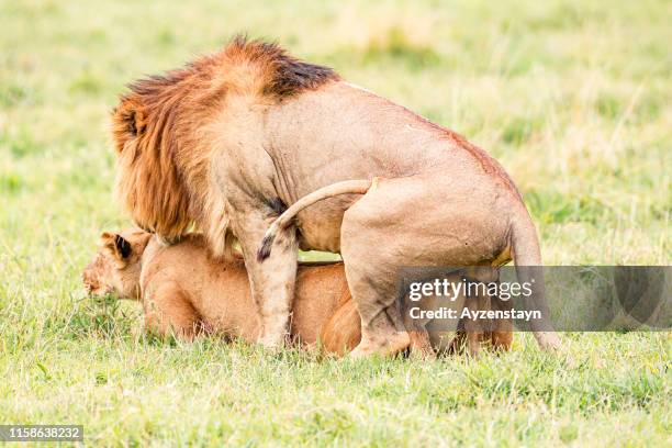 lion mating - lion mating stock pictures, royalty-free photos & images