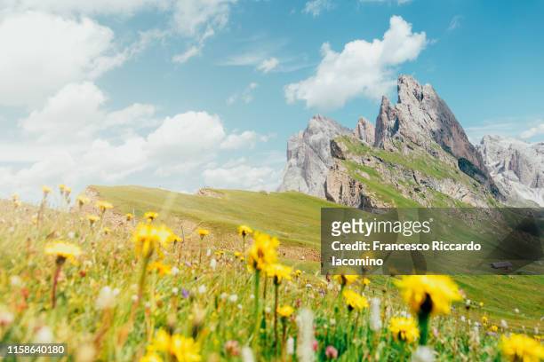 idyllic summer landscape in dolomites alps - catinaccio rosengarten stock pictures, royalty-free photos & images
