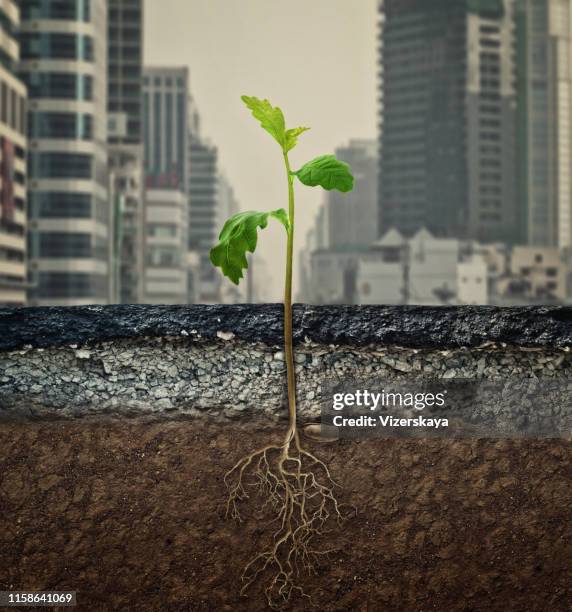 sprout of oak in town - asphalt cross section stock pictures, royalty-free photos & images