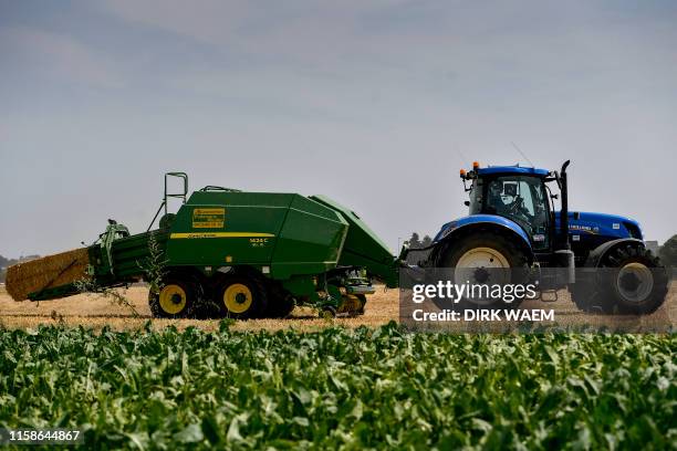 Illustration picture shows chicory fields, Friday 26 July 2019 in Kampenhout. Farmers ask for insurance in case of damage to there harvest from...