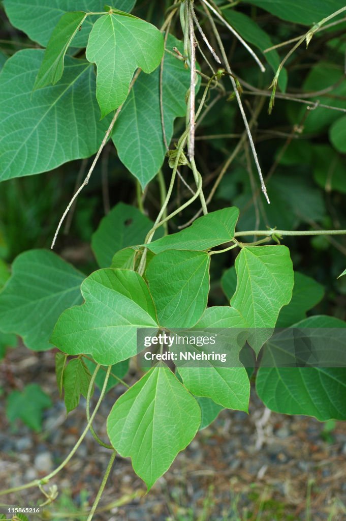 Kudzu, Pueraria lobata, leaves