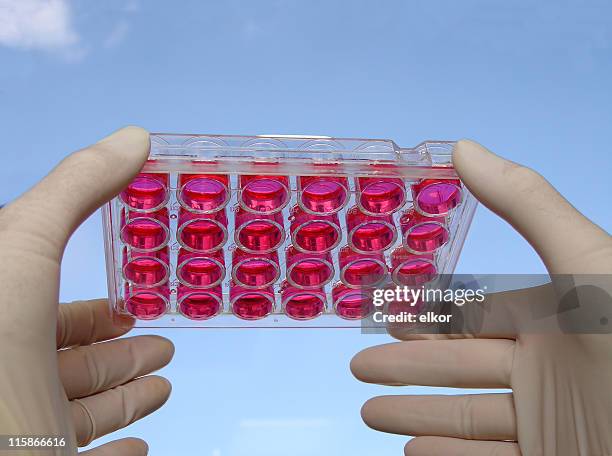 life in vitro - vitro cell culture stock pictures, royalty-free photos & images