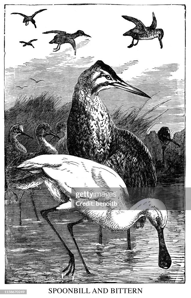 Spoonbill and Bittern