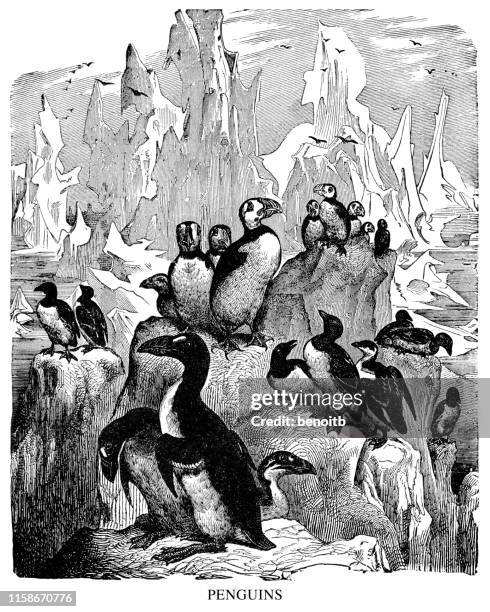 penguins - puffin stock illustrations