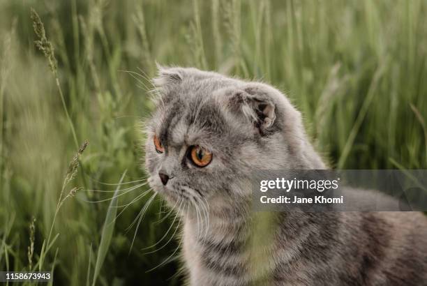 scottish fold cat walking on the summer meadow - schotse-vouwoorkat stockfoto's en -beelden
