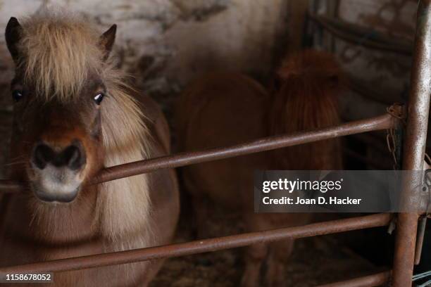 two miniature horses - miniature horse stock pictures, royalty-free photos & images
