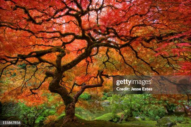 japenese garden, portland - jardín japonés fotografías e imágenes de stock