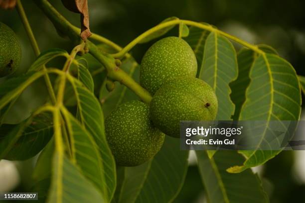 green raw nuts on the branches - walnut farm stock pictures, royalty-free photos & images