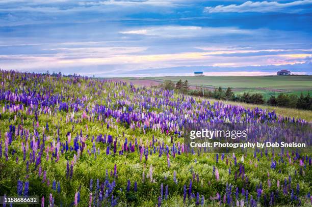 field of lupines at french river - prince edward island canada - edward koh stockfoto's en -beelden