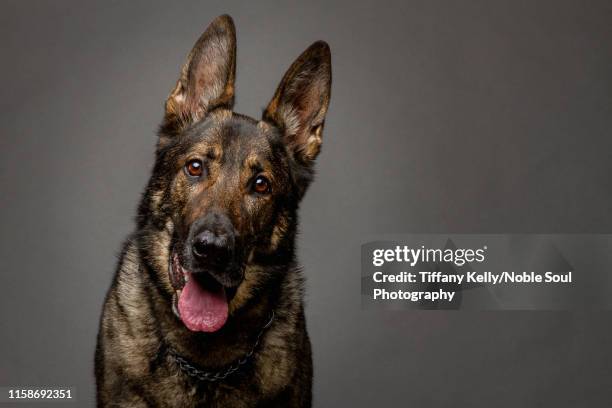 german shepherd in the studio - pastore tedesco foto e immagini stock