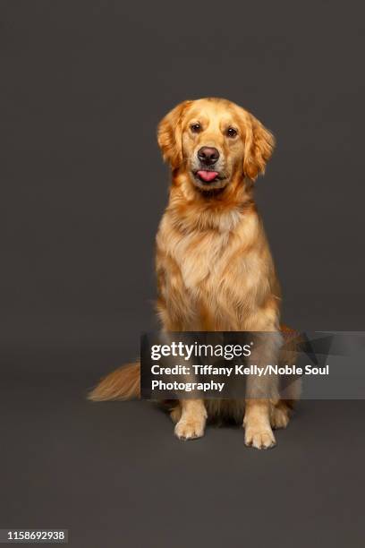 golden retriever sticking tongue out - golden retriever stock-fotos und bilder