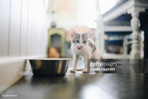 porträt eines winzigen entzückenden kätzchens, das seine lippen leckt - cat food stock-fotos und bilder