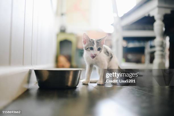 porträtt av en liten bedårande kattunge slickar sina läppar - kattunge bildbanksfoton och bilder