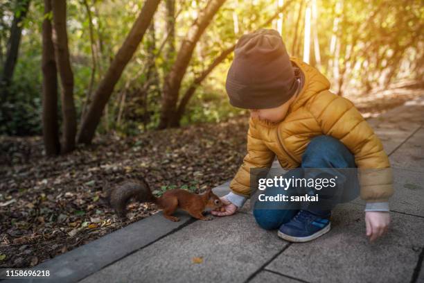 little boy feeds a squirrel in the park - esquilo imagens e fotografias de stock