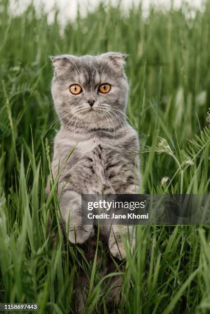 scottish fold cat standing - cat standing stock pictures, royalty-free photos & images