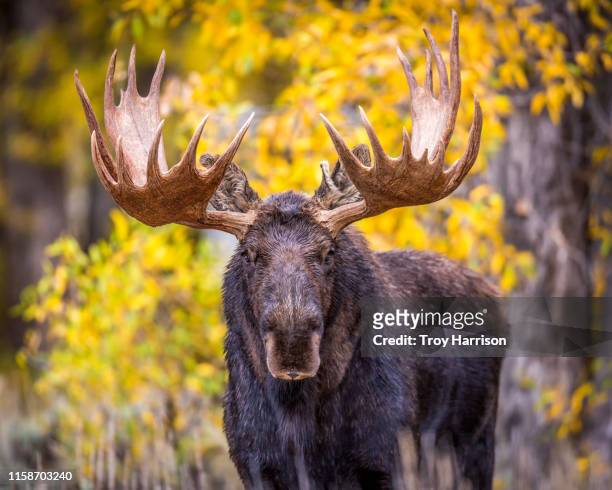 autumn color moose - alce fotografías e imágenes de stock