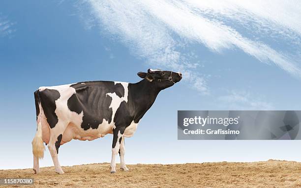 vaca bajo cielo azul - ubre fotografías e imágenes de stock