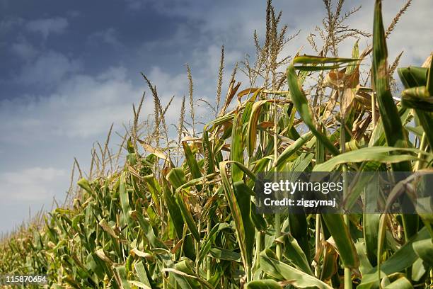 cornfield e céu azul. - alimento transgênico - fotografias e filmes do acervo