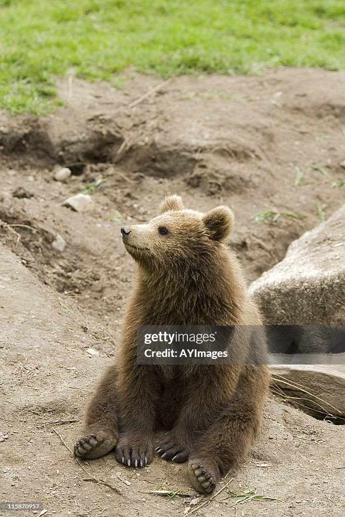 Brown Bear cub (Ursus arctos)