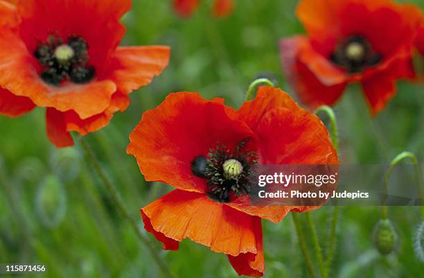 poppies - oriental poppy stock pictures, royalty-free photos & images