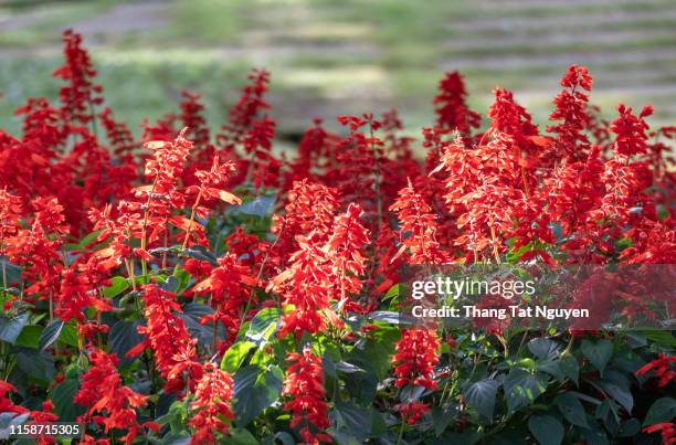 scarlet sage blossoming - red salvia stock pictures, royalty-free photos & images