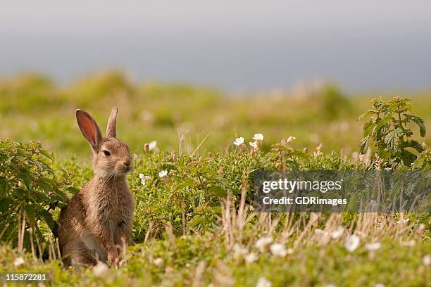 wild rabbit - white rabbit stock pictures, royalty-free photos & images