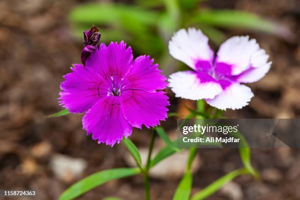 dianthus deltoides - deltoid stock pictures, royalty-free photos & images
