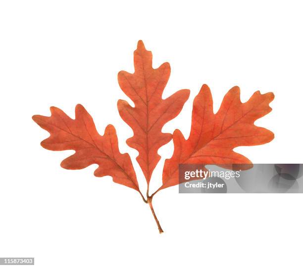 oak leaf cluster - oak leaf stock pictures, royalty-free photos & images