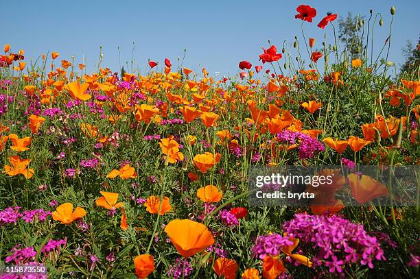 meadow with blooming orange and purple wildflowers - wildflower stock pictures, royalty-free photos & images