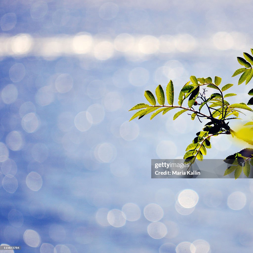 Green leaves with lake as background