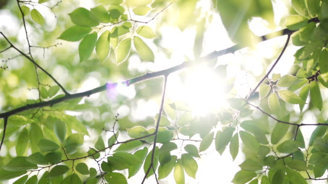 무성한 녹색 잎을 통해 피크 태양 광선.