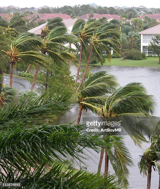 hurricane winds in palms - storm damage stock pictures, royalty-free photos & images