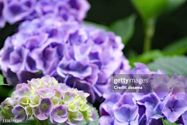 紫陽花 - 紫陽花 stock pictures, royalty-free photos & images