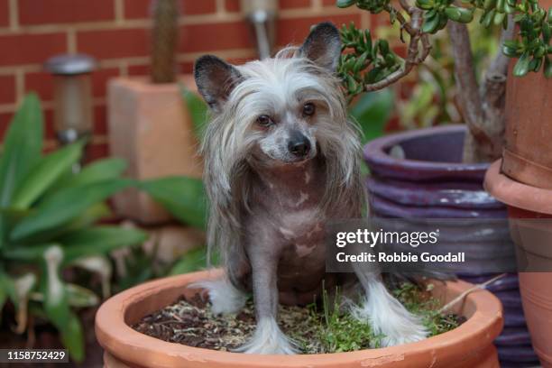 a female sable and white chinese crested dog sitting in an empty flower pot. - cão chinês de crista imagens e fotografias de stock