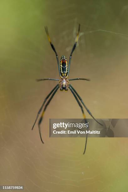 a vertical macro full colour close-up of a  golden silk orb-weaver spider hangs motionless on its spun web. thanda game reserve, mkuze, kwazulu-natal province, south africa - cephalothorax stock pictures, royalty-free photos & images