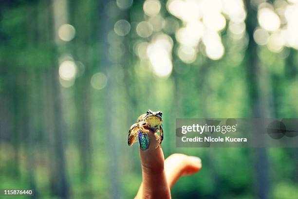 frog prince sitting on girl finger in forest - príncipe encantado imagens e fotografias de stock
