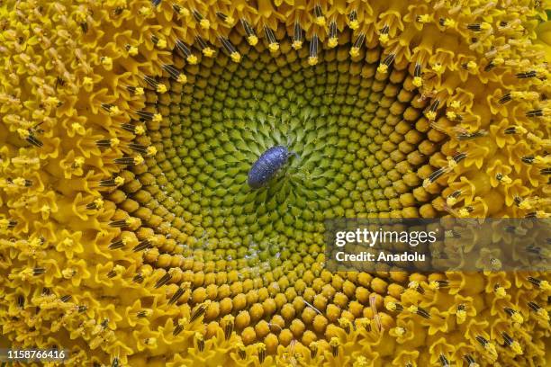 Close-up of a woodlouse on a yellow sunflower in Van, Turkey on July 29, 2019.