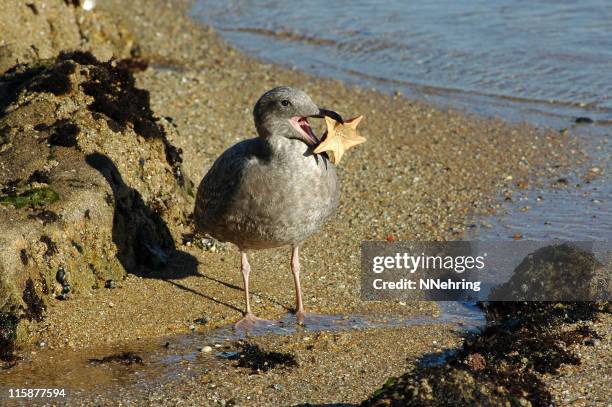 juvenile western gull, larus occidentalis, eating bat star - batstar stock pictures, royalty-free photos & images