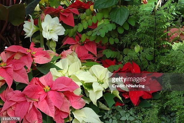 winter flowers, poinsettias and amaryllis - poinsettia stock pictures, royalty-free photos & images